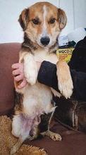 ARIAN, Hund, Mischlingshund in Rumänien - Bild 1