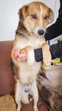 ARIAN, Hund, Mischlingshund in Rumänien - Bild 10