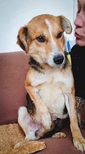 ARIAN, Hund, Mischlingshund in Rumänien - Bild 11