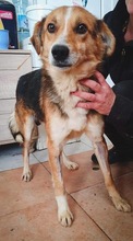 ARIAN, Hund, Mischlingshund in Rumänien - Bild 12