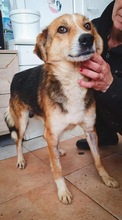 ARIAN, Hund, Mischlingshund in Rumänien - Bild 13