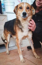ARIAN, Hund, Mischlingshund in Rumänien - Bild 14
