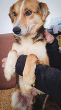 ARIAN, Hund, Mischlingshund in Rumänien - Bild 15