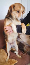 ARIAN, Hund, Mischlingshund in Rumänien - Bild 3