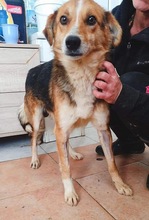 ARIAN, Hund, Mischlingshund in Rumänien - Bild 4
