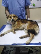 ARIAN, Hund, Mischlingshund in Rumänien - Bild 9
