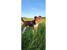 SAM, Hund, Mischlingshund in Pretzfeld - Bild 3