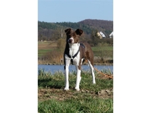 SAM, Hund, Mischlingshund in Pretzfeld - Bild 7
