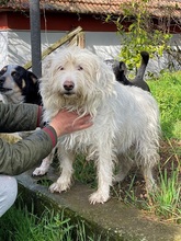 BESS, Hund, Mischlingshund in Italien - Bild 2