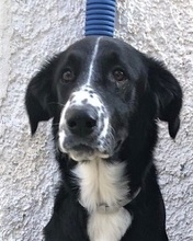 ERIN, Hund, Mischlingshund in Italien - Bild 1
