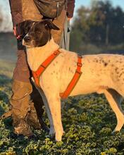 PHÖNIX, Hund, Mischlingshund in Italien - Bild 2