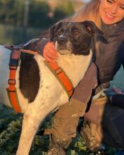 PHÖNIX, Hund, Mischlingshund in Italien - Bild 6