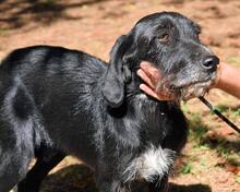 SABRINETTA, Hund, Mischlingshund in Italien - Bild 4