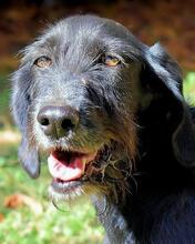 SABRINETTA, Hund, Mischlingshund in Italien - Bild 9