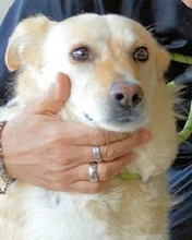 ADDISON, Hund, Mischlingshund in Italien - Bild 1