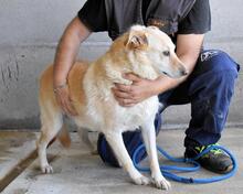 ADDISON, Hund, Mischlingshund in Italien - Bild 4