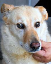 ADDISON, Hund, Mischlingshund in Italien - Bild 6