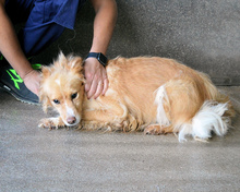 ALEKSANDRA, Hund, Mischlingshund in Italien - Bild 2