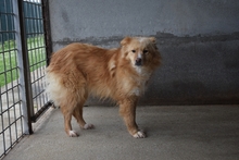 ALEKSANDRA, Hund, Mischlingshund in Italien - Bild 3