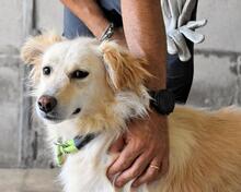 AMIRIE, Hund, Mischlingshund in Italien - Bild 1