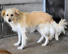 AMIRIE, Hund, Mischlingshund in Italien - Bild 2