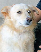 AMIRIE, Hund, Mischlingshund in Italien - Bild 4