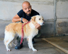 AMIRIE, Hund, Mischlingshund in Italien - Bild 5