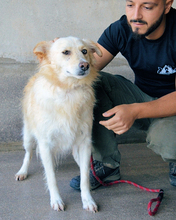 AMIRIE, Hund, Mischlingshund in Italien - Bild 6