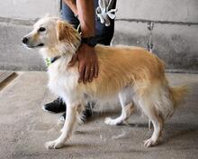 AMIRIE, Hund, Mischlingshund in Italien - Bild 7