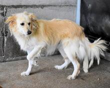 AMIRIE, Hund, Mischlingshund in Italien - Bild 9