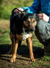 ELEKTRA, Hund, Mischlingshund in Ungarn - Bild 1