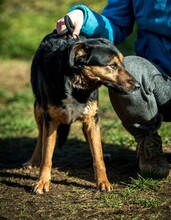 ELEKTRA, Hund, Mischlingshund in Ungarn - Bild 10