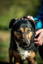 ELEKTRA, Hund, Mischlingshund in Ungarn - Bild 11