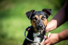 ELEKTRA, Hund, Mischlingshund in Ungarn - Bild 12