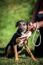 ELEKTRA, Hund, Mischlingshund in Ungarn - Bild 14