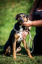 ELEKTRA, Hund, Mischlingshund in Ungarn - Bild 15