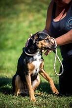 ELEKTRA, Hund, Mischlingshund in Ungarn - Bild 17