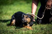 ELEKTRA, Hund, Mischlingshund in Ungarn - Bild 19