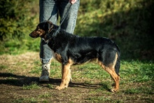 ELEKTRA, Hund, Mischlingshund in Ungarn - Bild 2