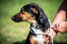 ELEKTRA, Hund, Mischlingshund in Ungarn - Bild 20