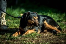 ELEKTRA, Hund, Mischlingshund in Ungarn - Bild 3