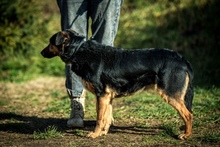 ELEKTRA, Hund, Mischlingshund in Ungarn - Bild 4