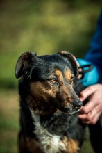 ELEKTRA, Hund, Mischlingshund in Ungarn - Bild 6