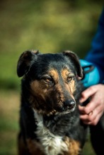 ELEKTRA, Hund, Mischlingshund in Ungarn - Bild 7