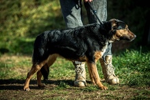 ELEKTRA, Hund, Mischlingshund in Ungarn - Bild 8