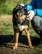 ELEKTRA, Hund, Mischlingshund in Ungarn - Bild 9