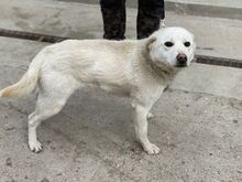 SALINA, Hund, Mischlingshund in Ungarn - Bild 1