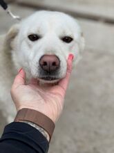 SALINA, Hund, Mischlingshund in Ungarn - Bild 2
