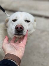 SALINA, Hund, Mischlingshund in Ungarn - Bild 3