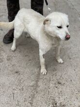 SALINA, Hund, Mischlingshund in Ungarn - Bild 4